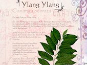 Ylang Ylang